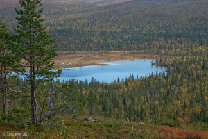 Aitiopaikalta seurasimme kuinka joutsenpariskunta siirtyi Isolta Luirolta Pikku Luirojärvelle, laskeutuen sinne aamupalalle.